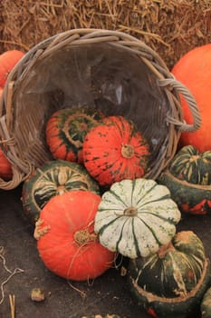 Fresh harvested pumpkins for decorative purposes