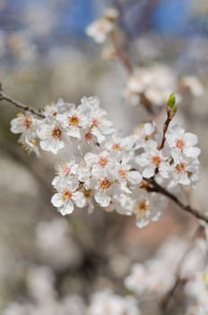 Cheery blossom flowers on spring day