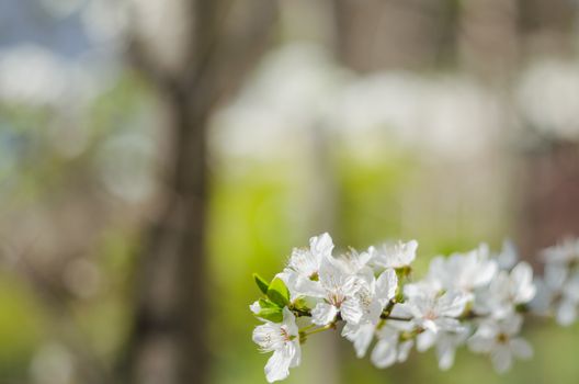 Cheery blossom flowers on spring day