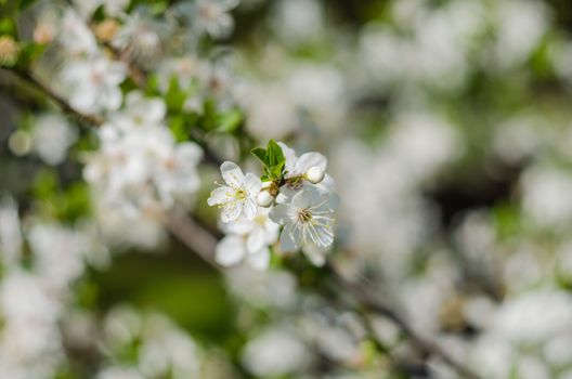 Cheery blossom flowers on spring day