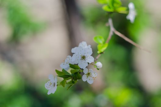 Cheery blossom flowers on spring day