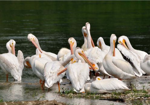 Pelicans feeding on Red Deer river in Alberta Canada.