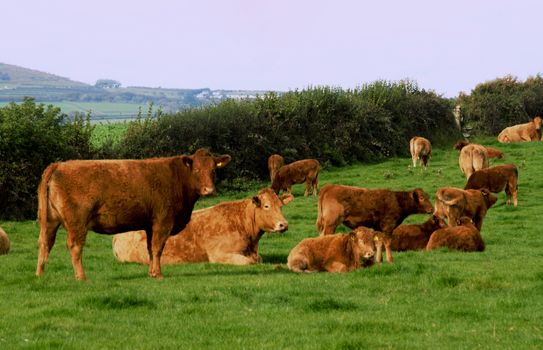 English Country Agricultural scene.
South Devon breed of cattle on farm in Cornwall. UK.