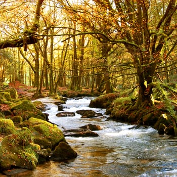                                 
An Autumn scene with golden colored leaves framed by the setting sun through the stand of trees, and a stream wending it's way between the moss covered rocks..