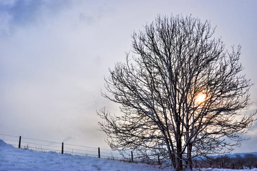 Winter scene. Tree  in snow covered field set against a beautiful blue winter sky with the golden halo of the setting winter sun behind it.