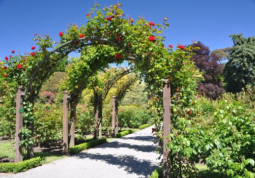 This rose arch is situated in the famous English style, Botanical Gardens in Christchurch, Canterburys provincial capital on the South Island of New Zealand. 