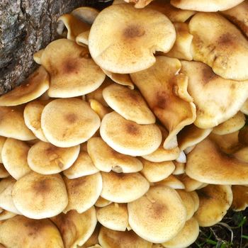 Fungii growing on tree stump.