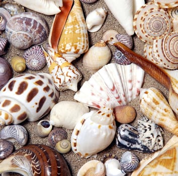 Sea shells picked from the beaches of Cornwall UK a beautiful display.