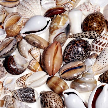 
Sea shells picked from the beaches of Cornwall UK a beautiful display.