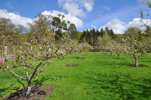 Orchard in an English style garden. Taken at RHS Rosemoor, Torrington, North Devon, England