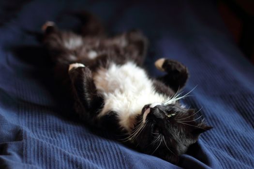 black and white cat with plush mustache and expressive eyes