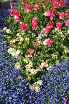 Colourful flowerbed in an English style garden. Taken at RHS Rosemoor, Torrington, North Devon, England