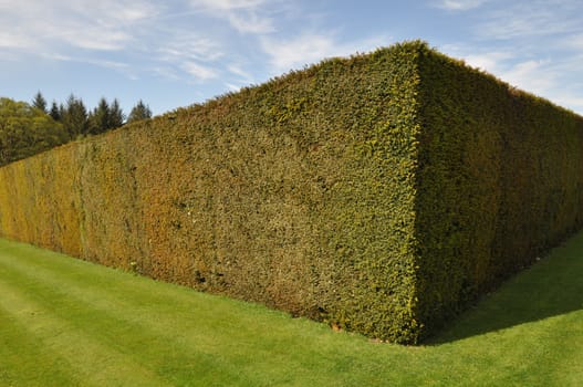 Beautiful hedge and  lawn in an English style garden. Taken at RHS Rosemoor, Torrington, North Devon, England