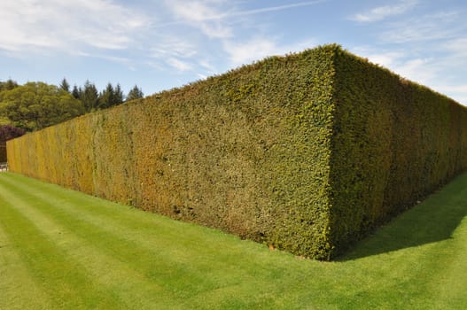 Beautiful hedge and  lawn in an English style garden. Taken at RHS Rosemoor, Torrington, North Devon, England