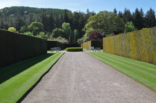 Beautiful hedge and  lawn in a formal English style garden. Taken at RHS Rosemoor, Torrington, North Devon, England