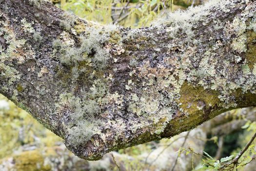 Lichen shrouding a tree branch.
