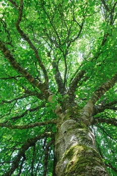 TREE CANOPY.

Image looking up minto the canopy of a tree on a summers day. The patterns of branches is mesmerising the green of the leaves exciting.