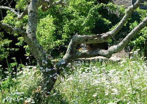 Lichen growing on tree branch in old orchard scene. Roses scrambling up fruit tree, an idylic summer scene.