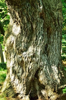 Beautiful and old tree. .