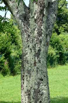 Tree trunk.

Lichen patterned trunk against park background.