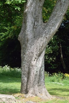 Tree trunk.

Sun dappled tree trunk against park background.