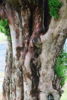 Sun dappled tree trunk against park background.

