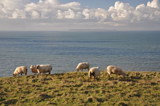 Sheep roaming the wild headland at Baggy Point, in North Devon, England. This Island of Lundy is on the horizon.