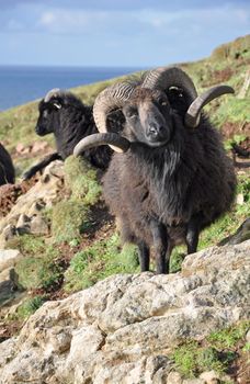 Hebridean ram, Known at a stocky hardy breed this animal lives on the wild slopes on Baggy Point in North Devon, Exposed to the westerly winds brown straight off the Atlantic Ocean the animal is very much at home, a popular sight with walkers on the southwest coast path.