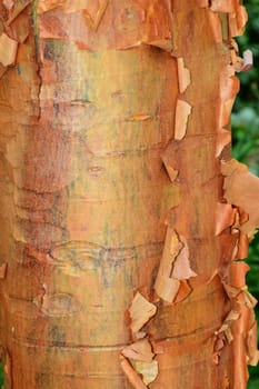 Tree bark, natures abstract.
Abstract from nature own designs.