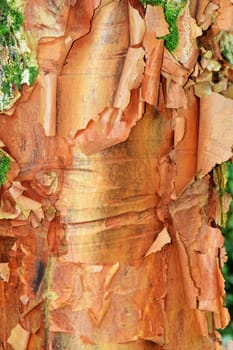 Tree bark as abstract.
Natures own unique designs, unmatched by man.