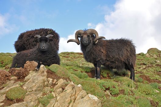 Hebridean ram, Known as a stocky hardy breed this animal lives on the wild slopes on Baggy Point in North Devon, Exposed to the westerly winds brown straight off the Atlantic Ocean the animal is very much at home, a popular sight with walkers on the southwest coast path.