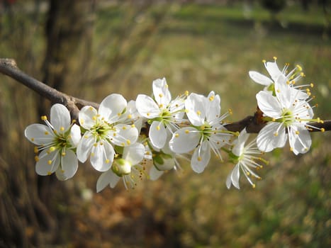 Closeup on a twig with apple blossoms.







crawling on a log