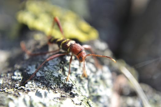 A bug crawling on a log covered with fungi