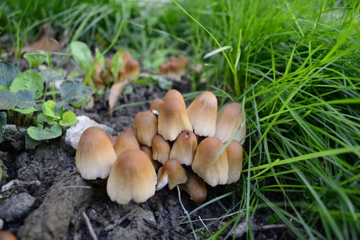 A group of common fungi in the grass