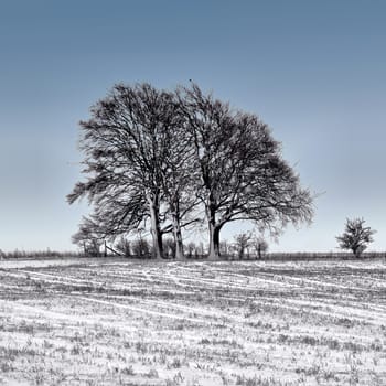 Winter scene. Trees covered in snow fall against a beautiful blue winter sky.