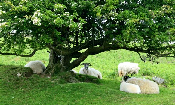 Sheep under gnarled tree.