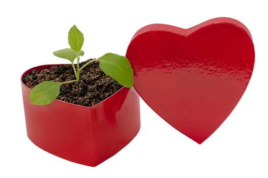Little green plant in a heart shaped red box with the concept of 'love grows'