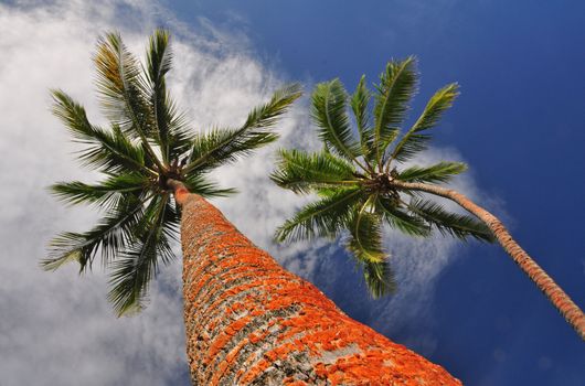 Palm trees against a tropical sky on the edge of the Coral Coast on the Fijian island of Viti Levu