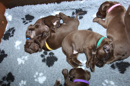 German shorthaired pointer puppies, 20 days old, solid liver