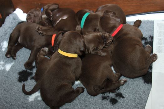 German shorthaired pointer puppies, 20 days old, solid liver