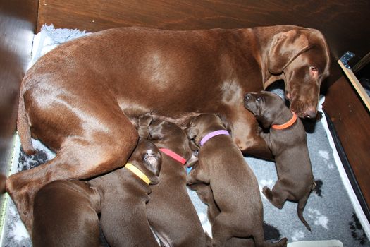German shorthaired pointer puppies, 20 days old, solid liver