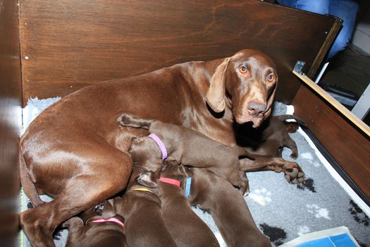 German shorthaired pointer puppies, 20 days old, solid liver