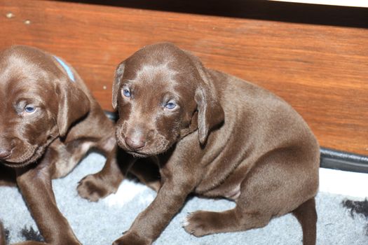 German shorthaired pointer puppies, 20 days old, solid liver