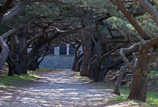 Hooded trees at the Calvary avenue Cloister at Ialyssos monastery on the Greek island of Rhodes is built at the top of Mount Filerimos