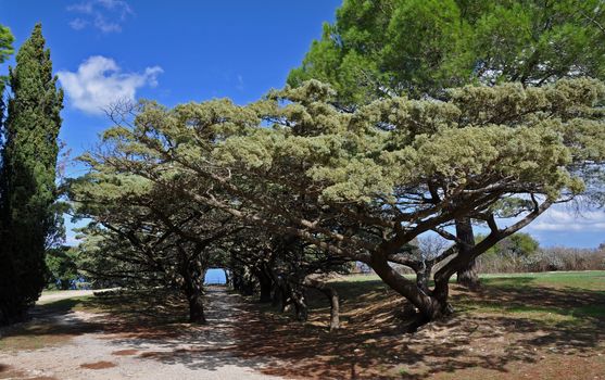 Hooded trees at the Calvary avenue Cloister at Ialyssos monastery on the Greek island of Rhodes.Built at the top of Mount Filerimos