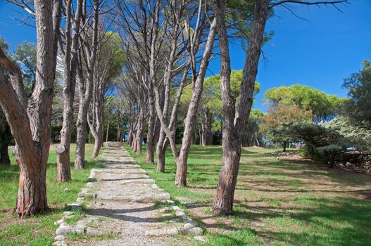 Trees at the Calvary avenue path at Ialyssos monastery on the Greek island of Rhodes is built at the top of Mount Filerimos