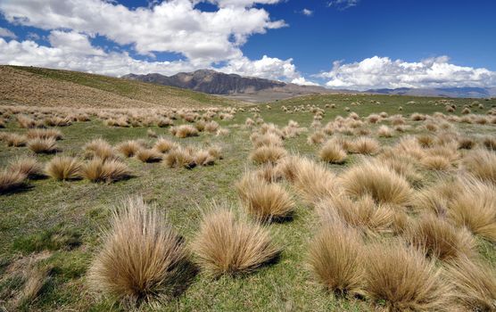 High Altitude grassland above Lake Tepako, New Zealand