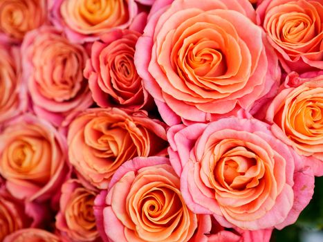 a lot of beautiful orange roses. Shallow DOF