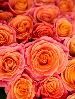 a lot of beautiful orange roses. Shallow DOF