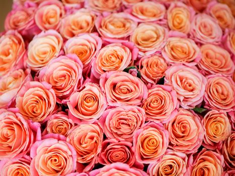 a lot of beautiful orange roses. Shallow DOF